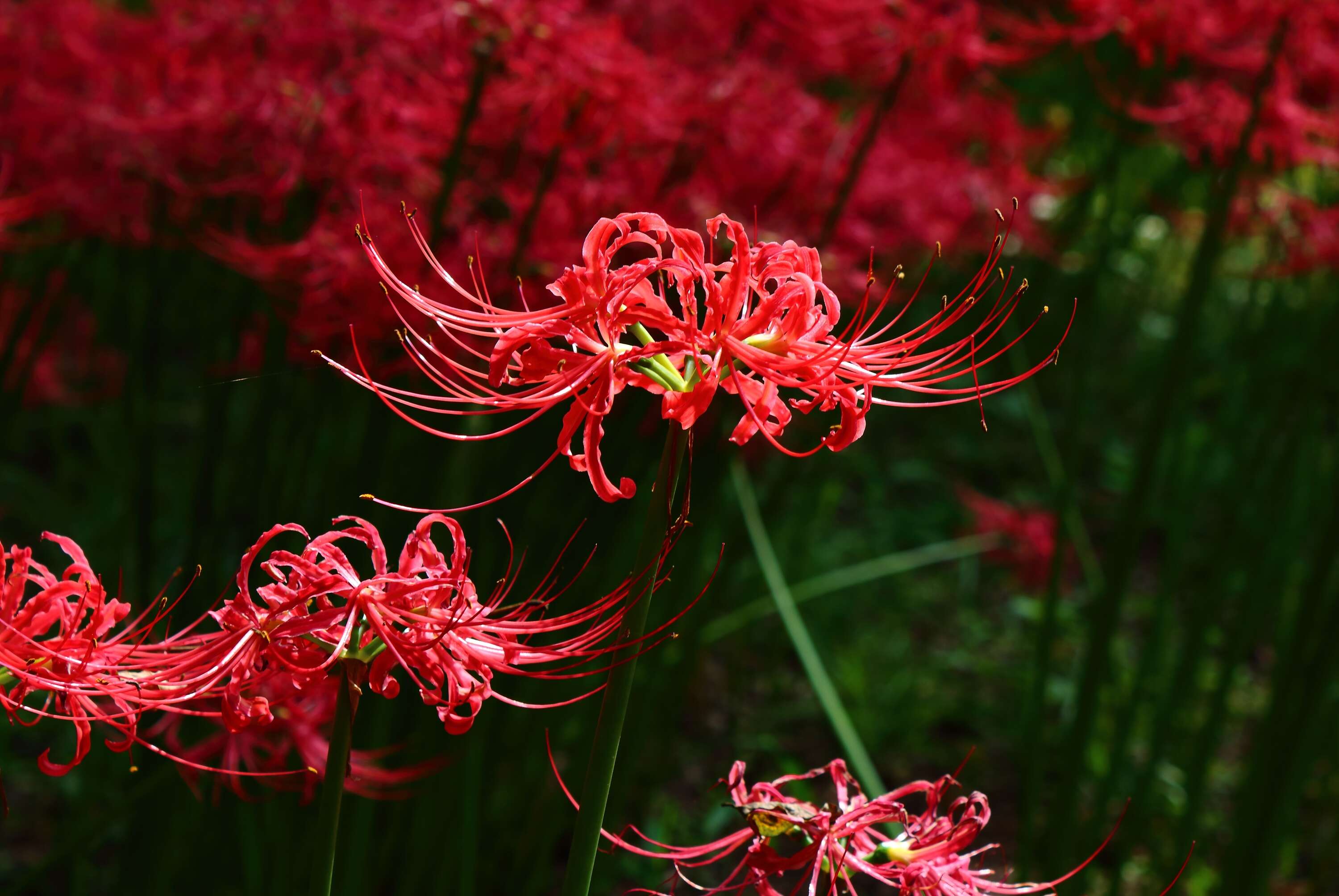 Image of red spider lily