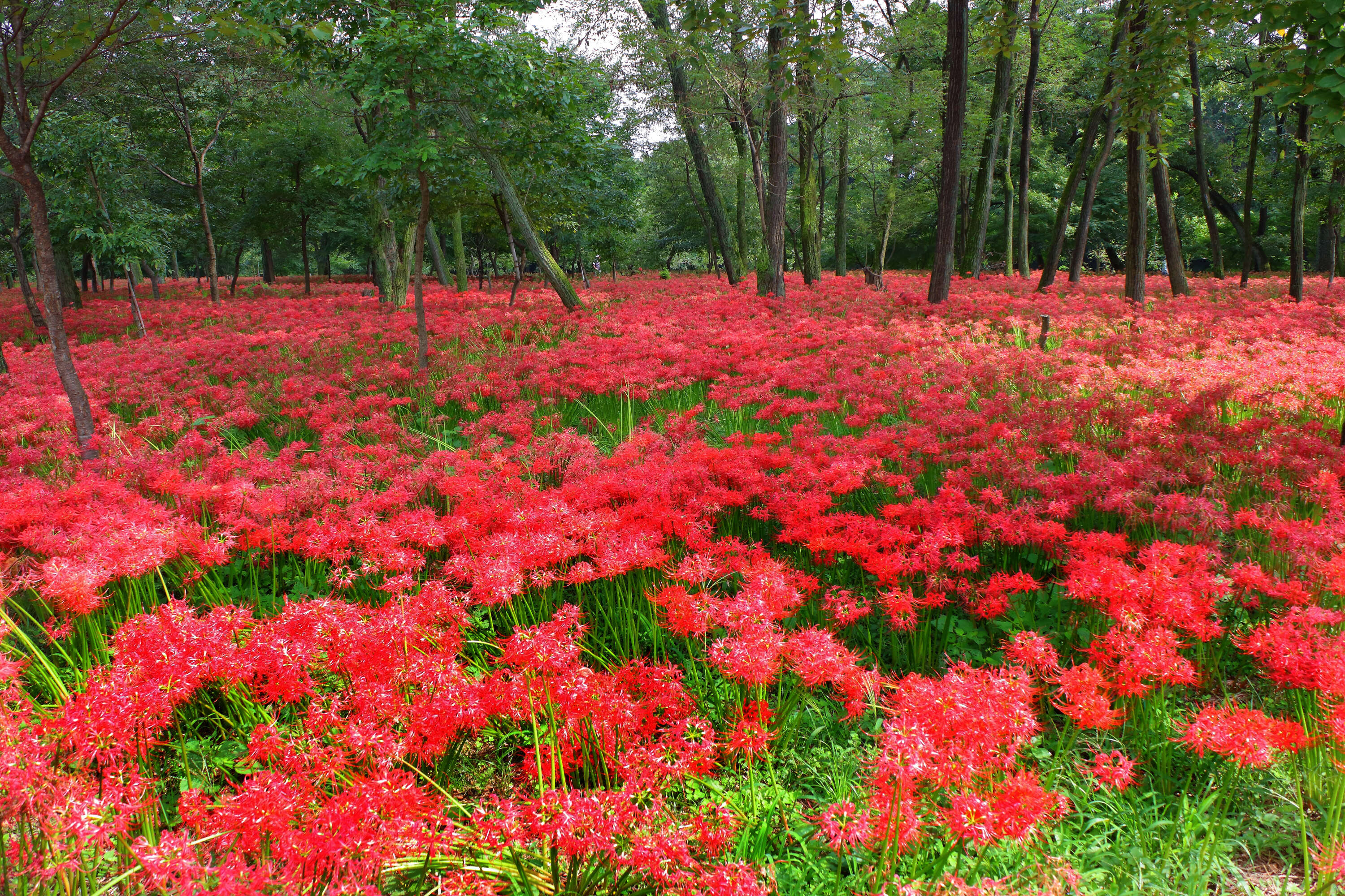 Image of red spider lily