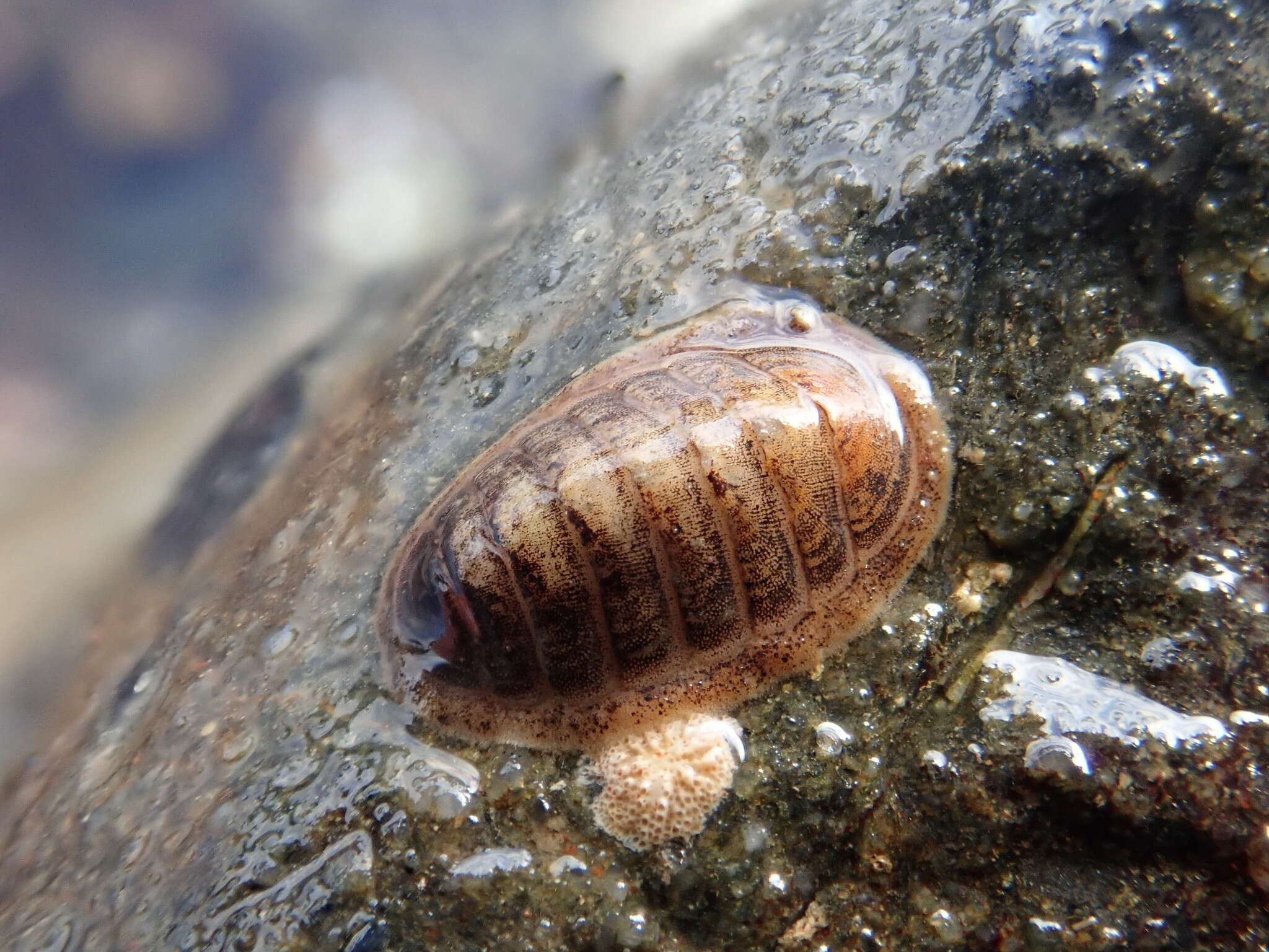 Image of coat-of-mail chiton