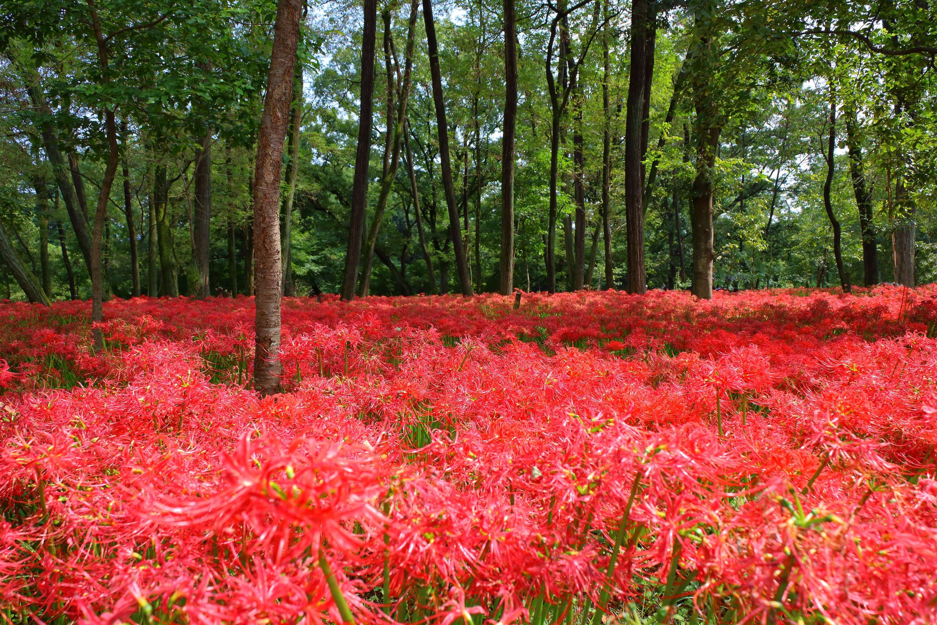 Image of red spider lily