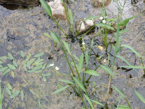 Sivun Sagittaria platyphylla (Engelm.) J. G. Sm. kuva