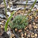 Image of Stylidium ciliatum Lindl.