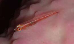 Image of Cling goby