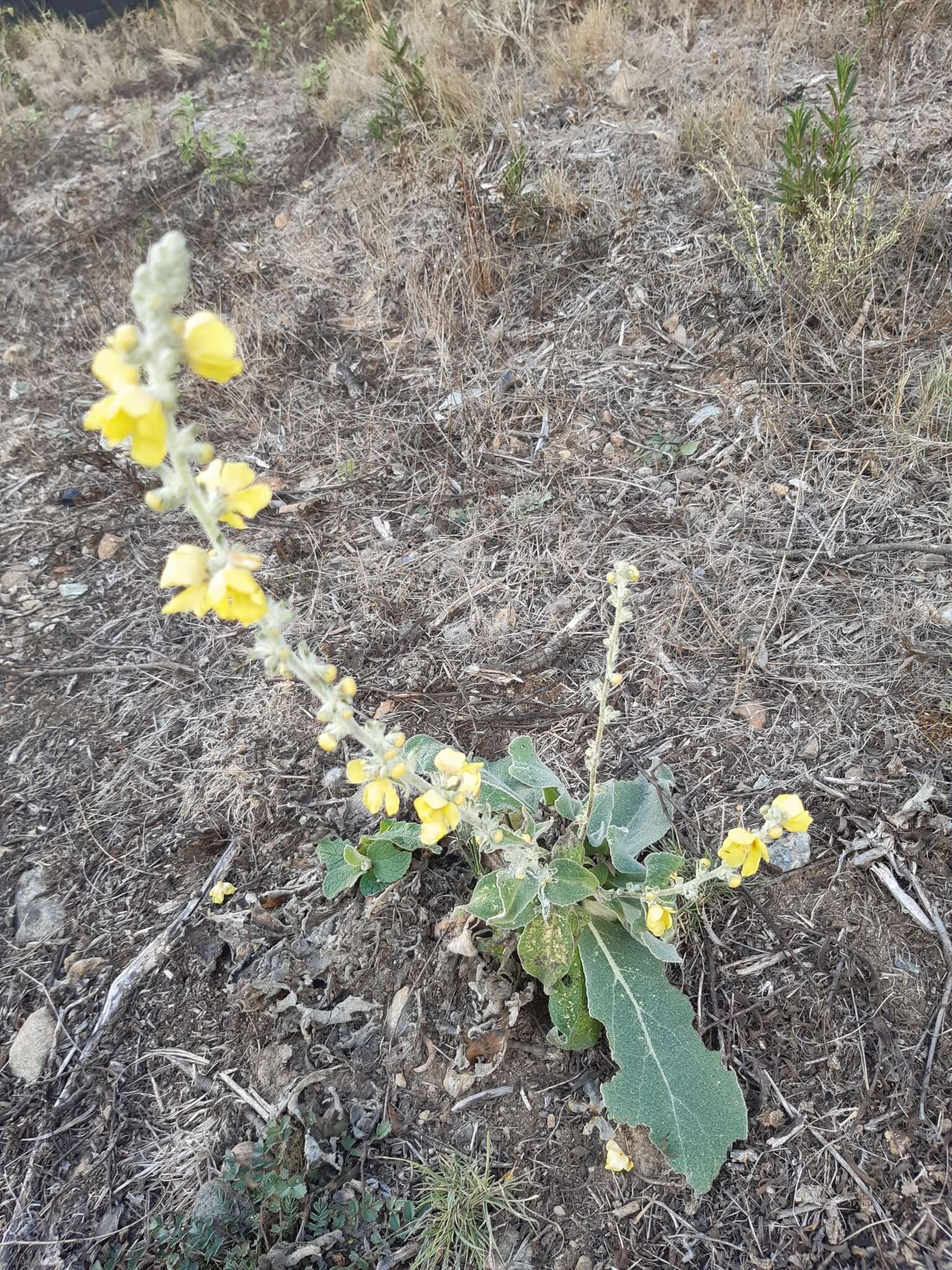 Image de Verbascum pulverulentum Vill.