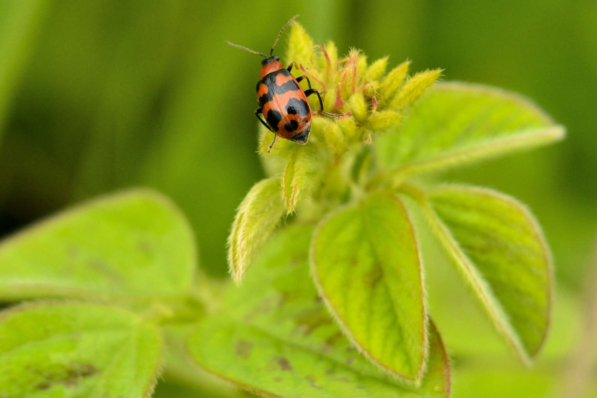 Sivun Cerotoma atrofasciata Jacoby 1879 kuva