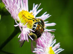 Image of Flower chafer