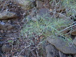 Image of Sonchus leptocephalus Cass.