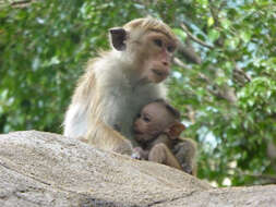 Imagem de Macaca sinica (Linnaeus 1771)