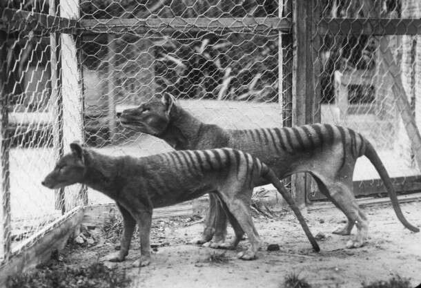 Image of thylacines