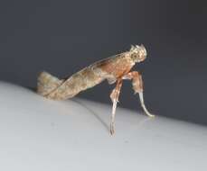 صورة Caloptilia quercinigrella (Ely 1915)