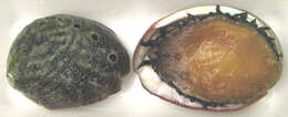 Image of White abalone