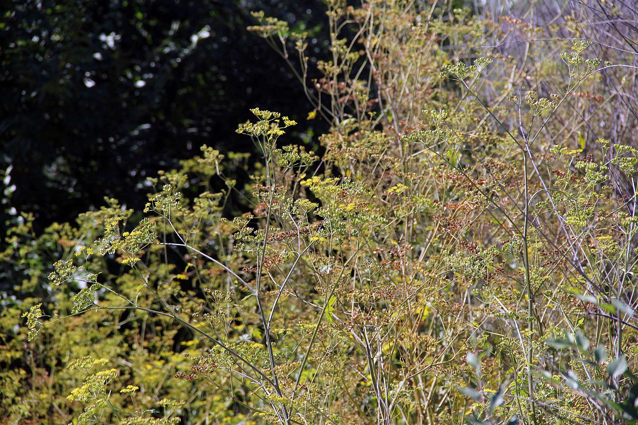 Imagem de Pastinaca sativa subsp. sylvestris (Mill.) Rouy & Camus