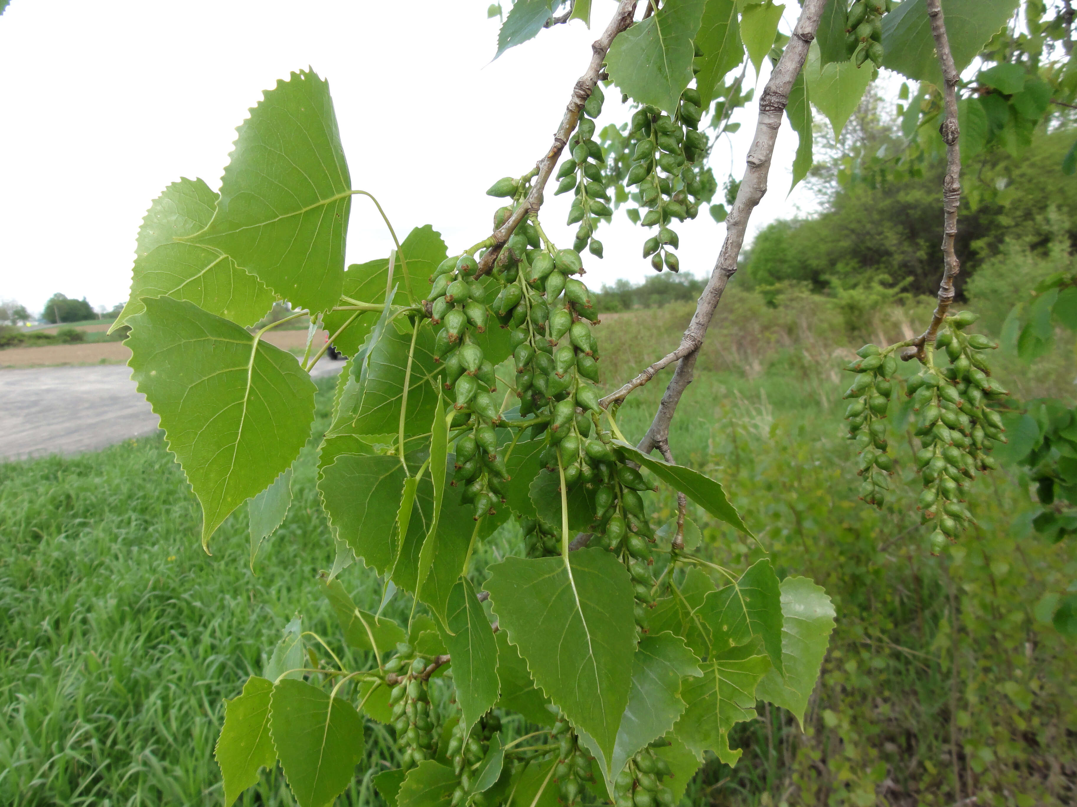 Image of eastern cottonwood