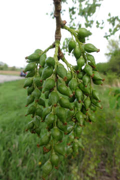 Image of eastern cottonwood