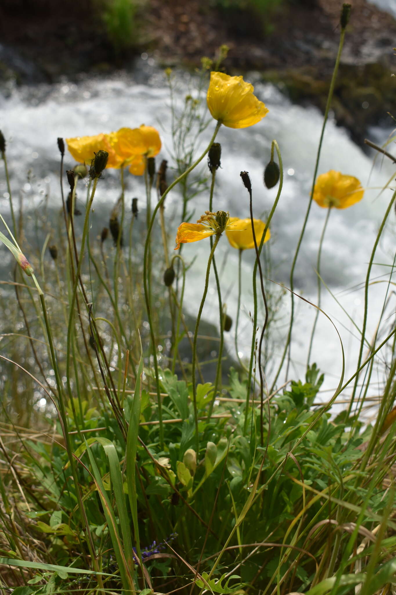 Image of Papaver lapponicum subsp. jugoricum (Tolm.) S. V. Gudoshnikov