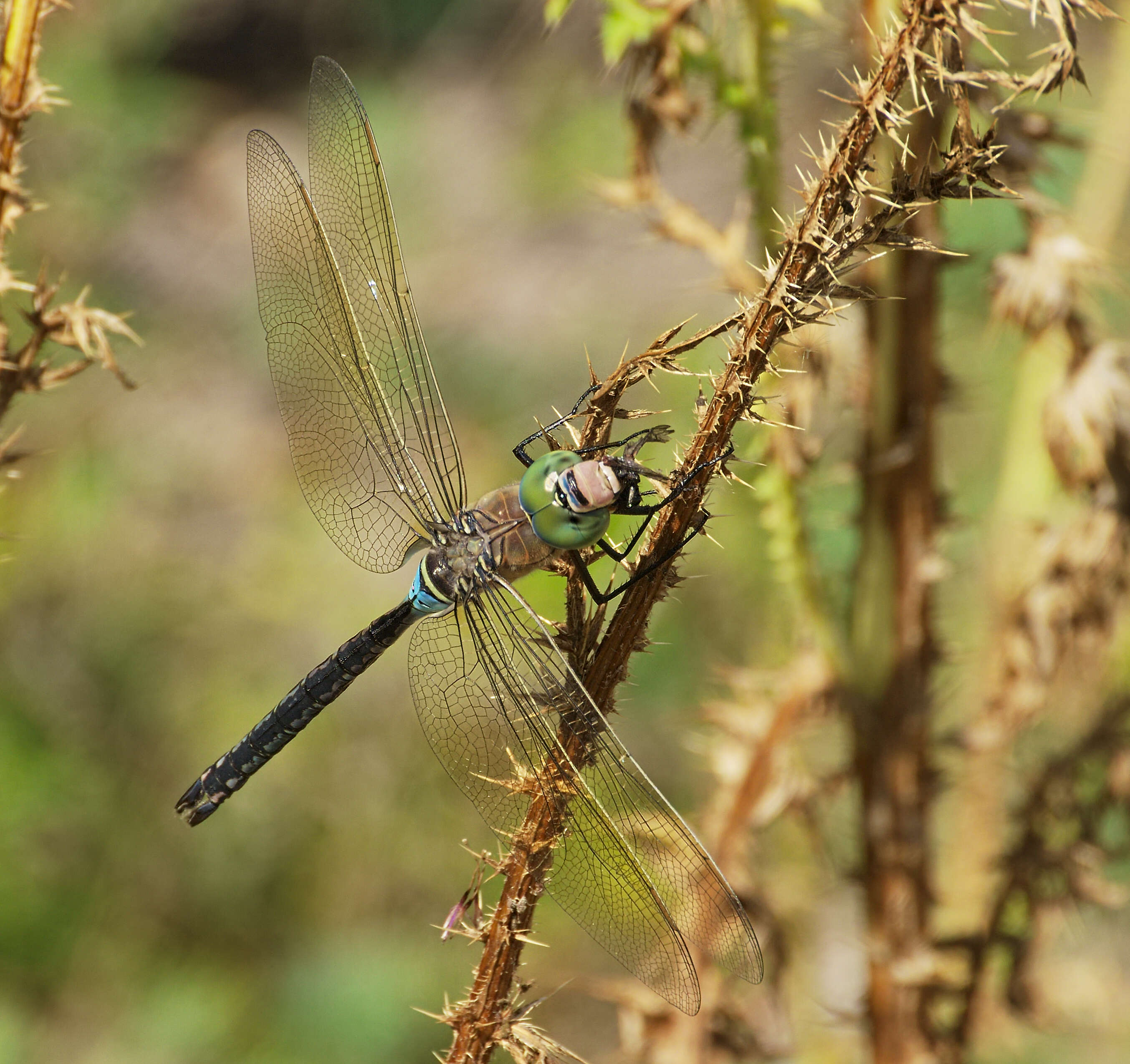 Image of Lesser Emperor