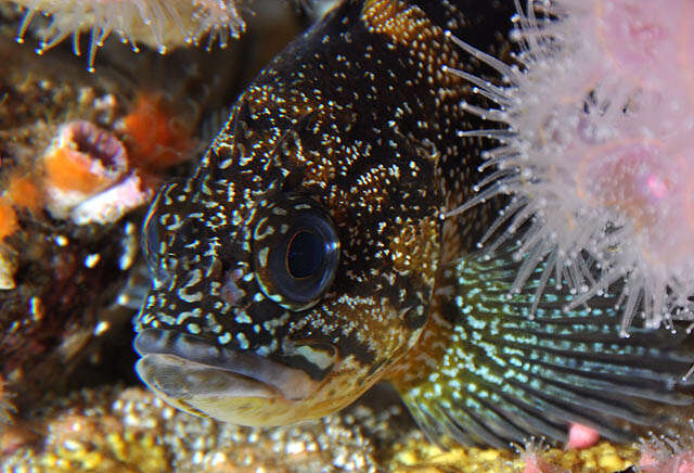 Image of China rockfish