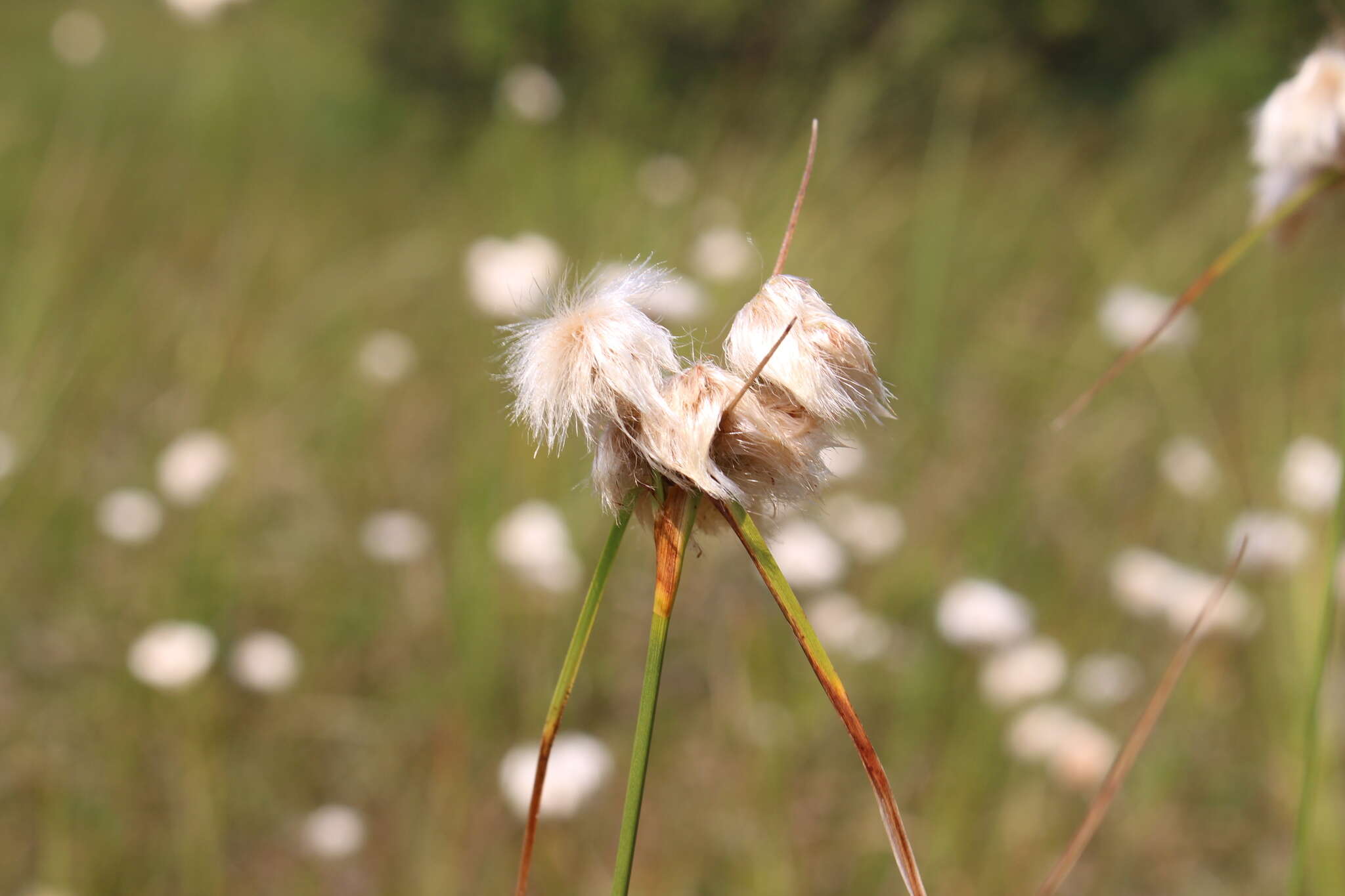 Image of Tawny Cotton-Grass