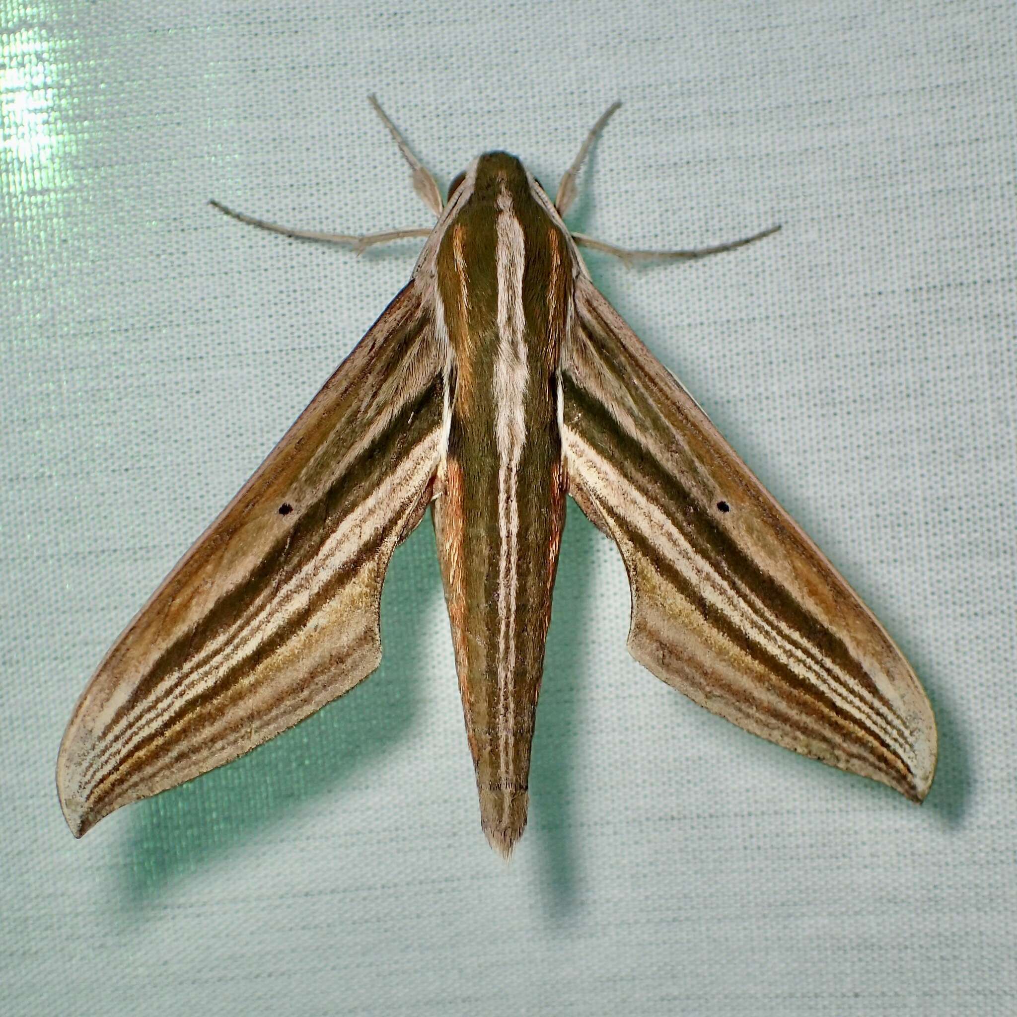 Image of Xylophanes eumedon (Boisduval (1875))