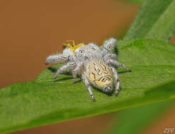 Image of Paraphidippus fartilis (Peckham & Peckham 1888)