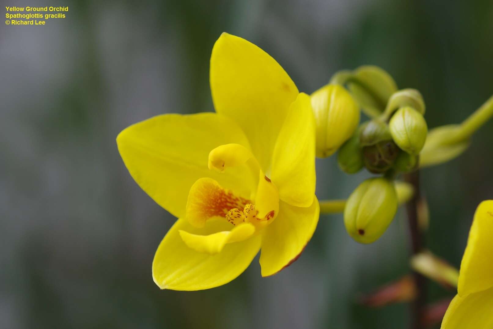 Image of Spathoglottis gracilis Rolfe ex Hook. fil.