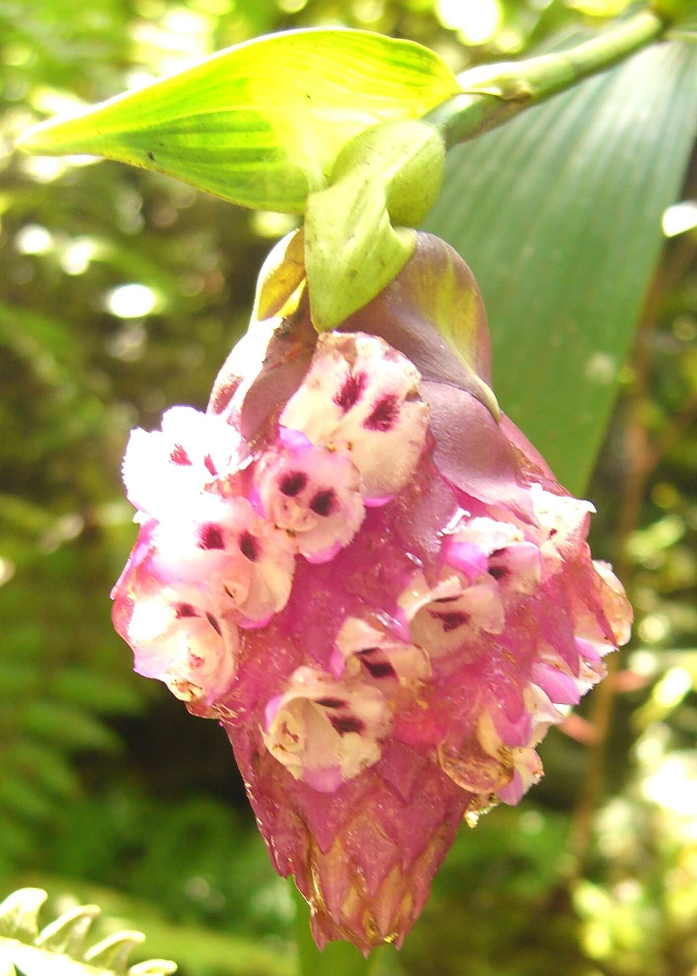 Image of Tiger orchid