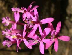 Image of Lopsided star orchid