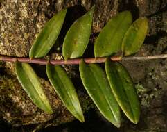 Image of Lopsided star orchid