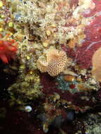 Image of Phidolopora pacifica (Robertson 1908)