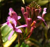 Image of Lopsided star orchid