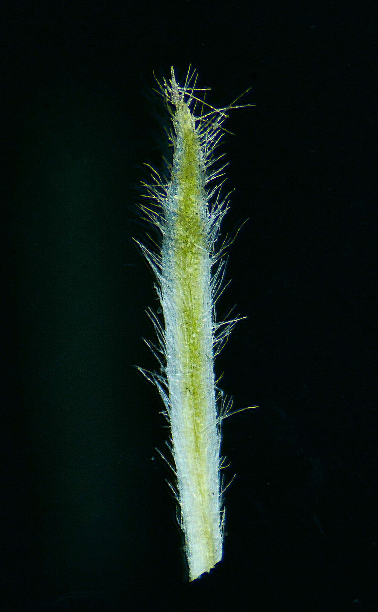 Image of Blumea eriantha DC.