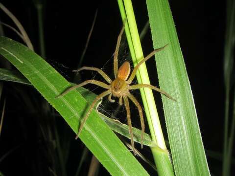 Plancia ëd Dolomedes facetus L. Koch 1876