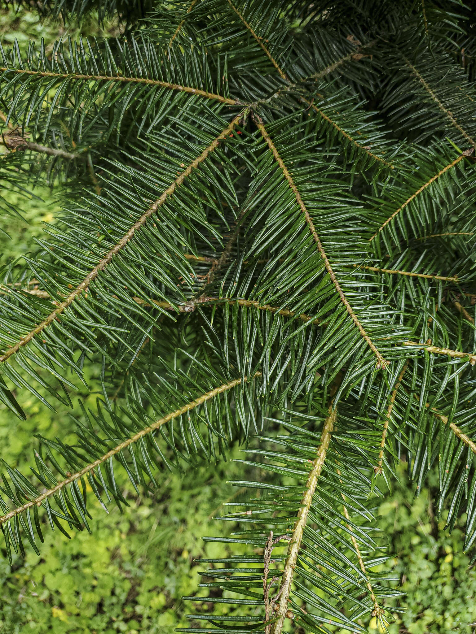 Image of Guatemalan Fir