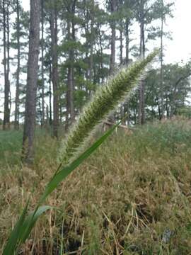 Image of Giant Bristle Grass