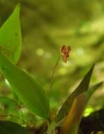 Image of Lepanthes pteropogon Rchb. fil.