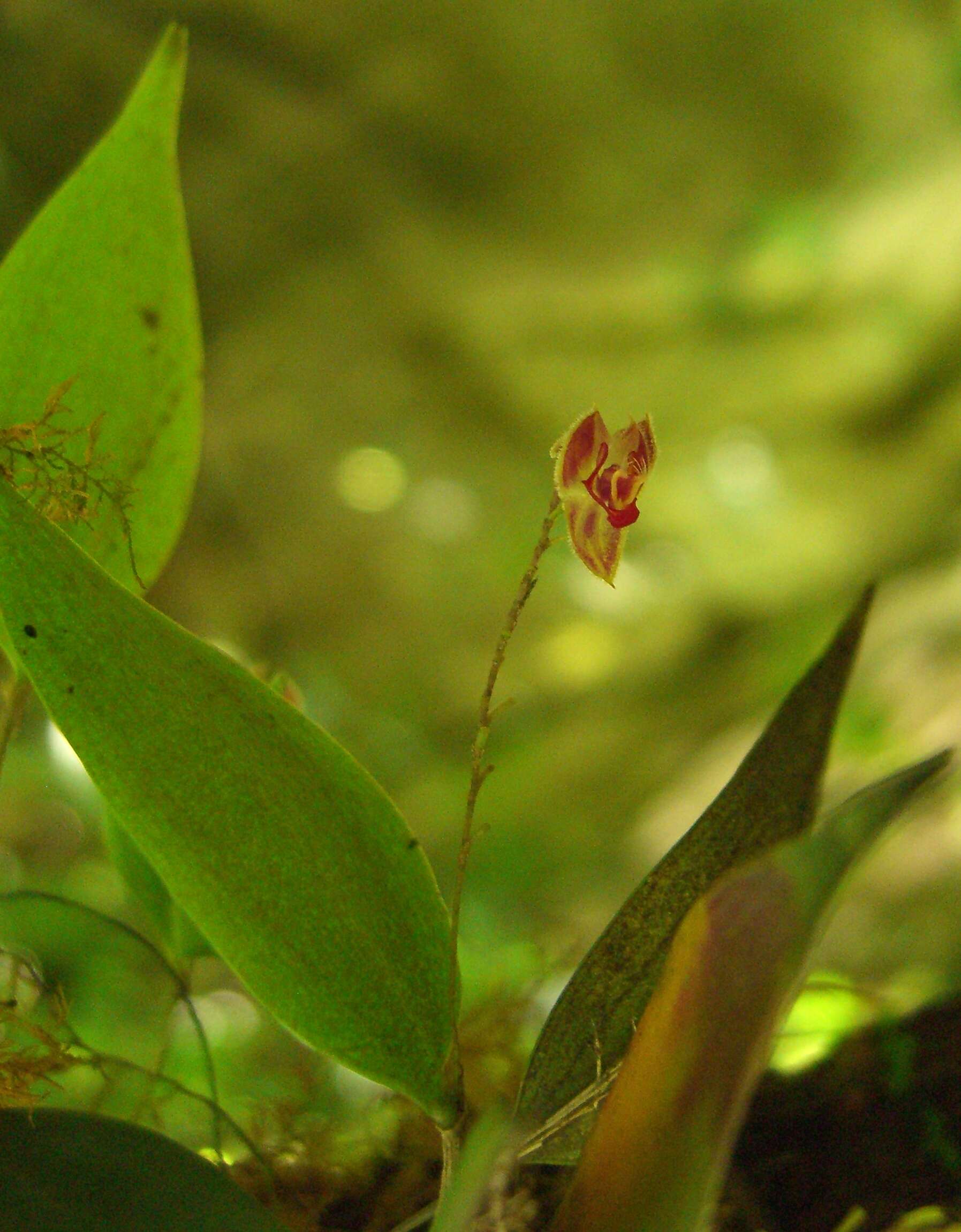 Image of Lepanthes pteropogon Rchb. fil.