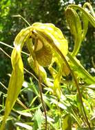 Image of Mandarin orchid