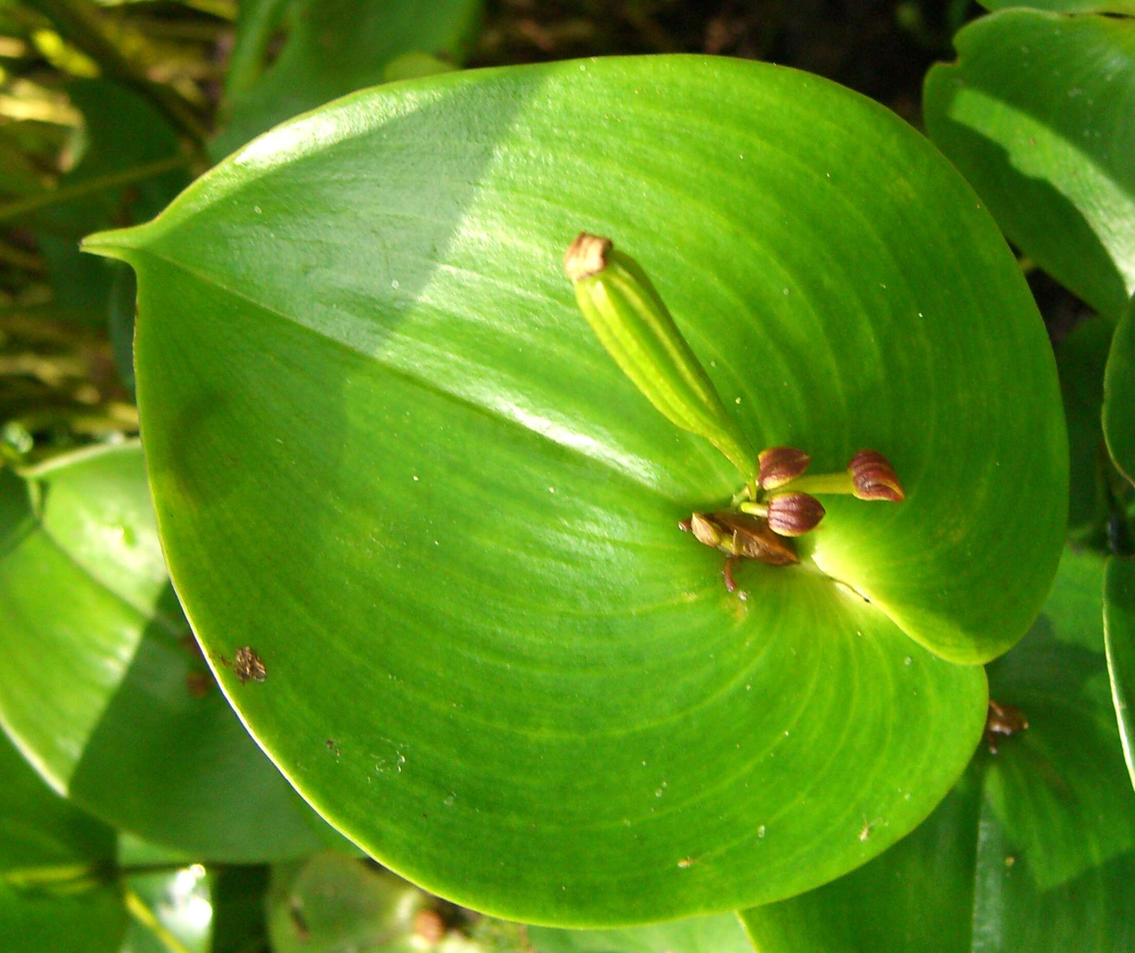 Imagem de Pleurothallis cordata (Ruiz & Pav.) Lindl.