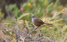 Image of Oaxaca Sparrow