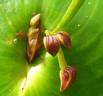 Imagem de Pleurothallis cordata (Ruiz & Pav.) Lindl.