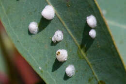 Image of Red gum lerp psyllid