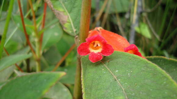 Imagem de Kohleria trianae (Regel) Hanst.