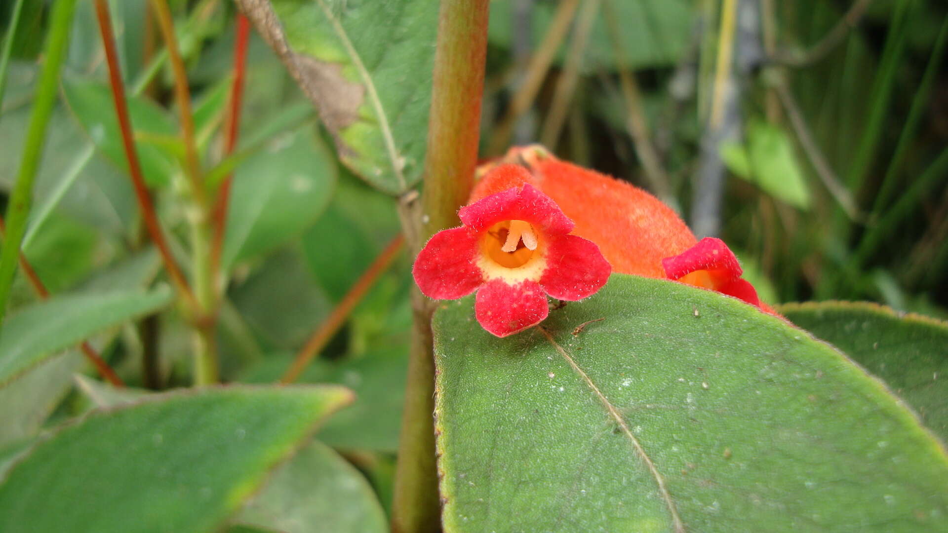 Image of Kohleria trianae (Regel) Hanst.