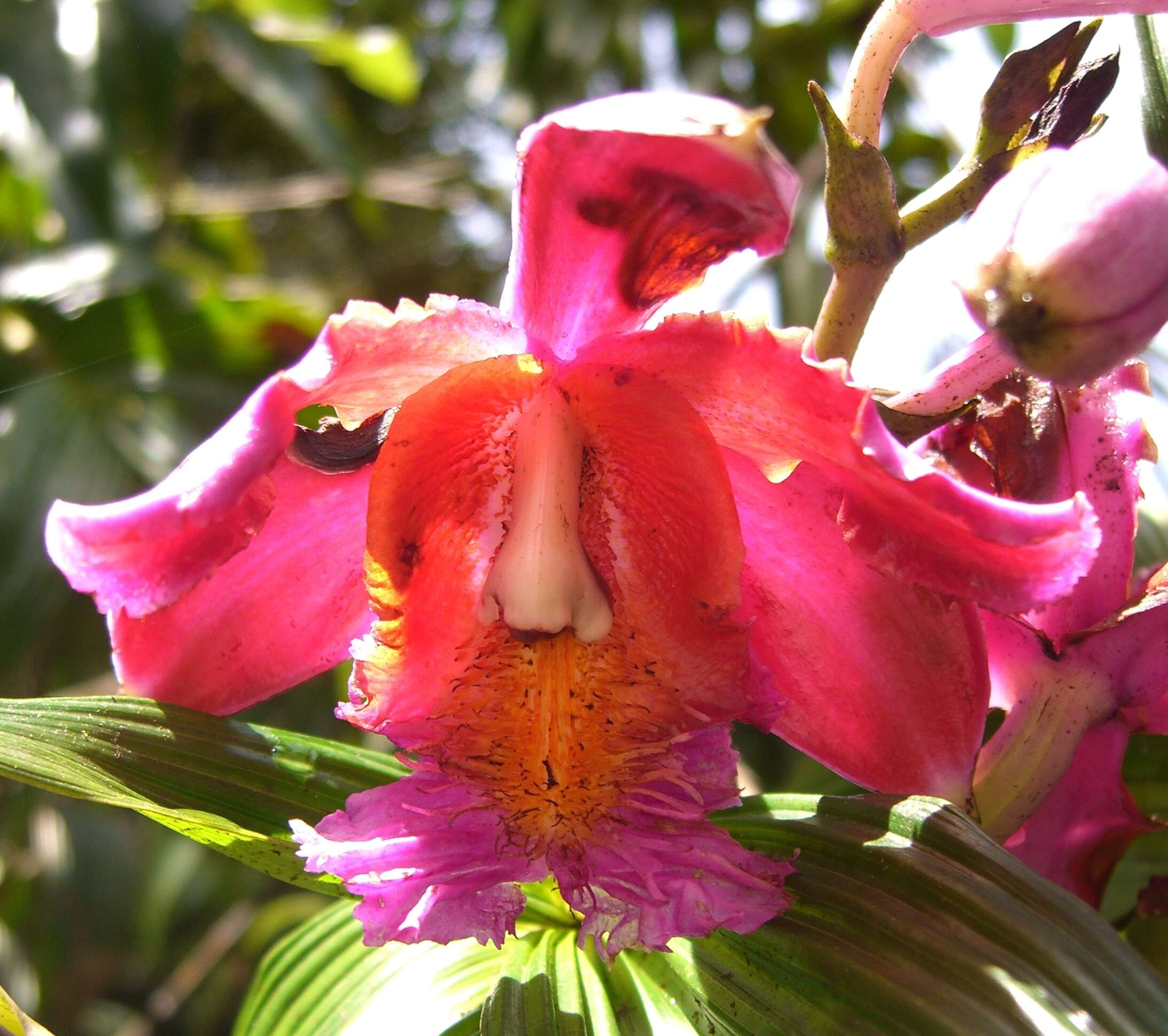 Plancia ëd Sobralia dichotoma Ruiz & Pav.