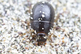 Image of Coelus ciliatus Eschscholtz 1829