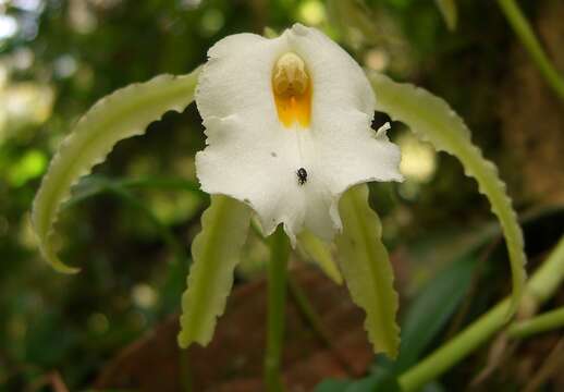 Trichopilia fragrans (Lindl.) Rchb. fil.的圖片