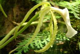 Imagem de Trichopilia fragrans (Lindl.) Rchb. fil.