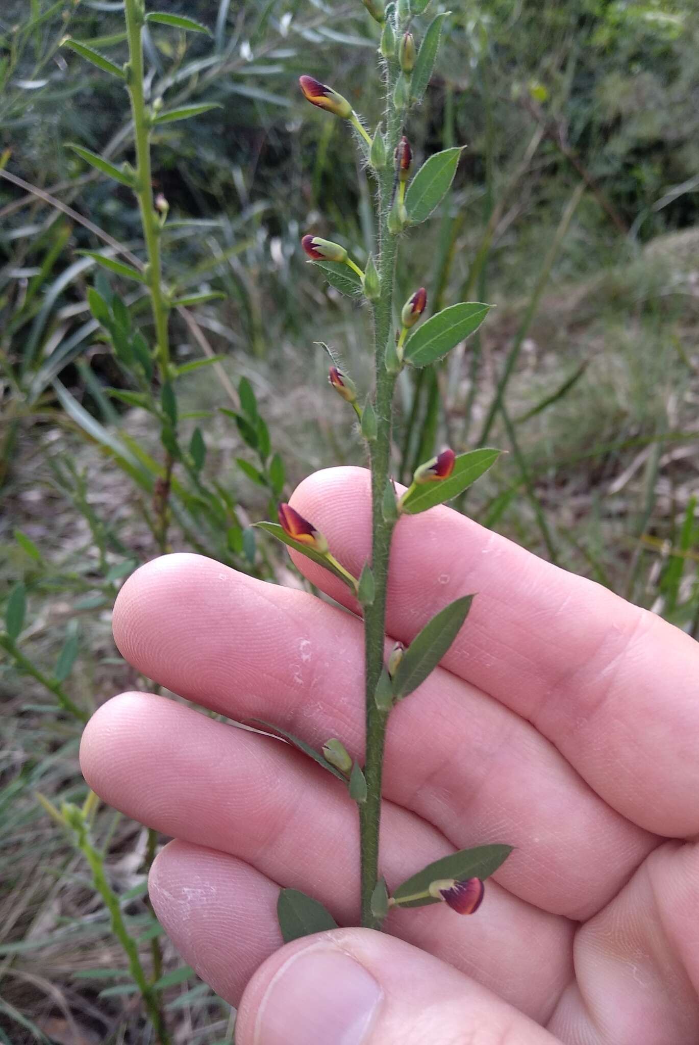 Sivun Bossiaea stephensonii F. Muell. kuva