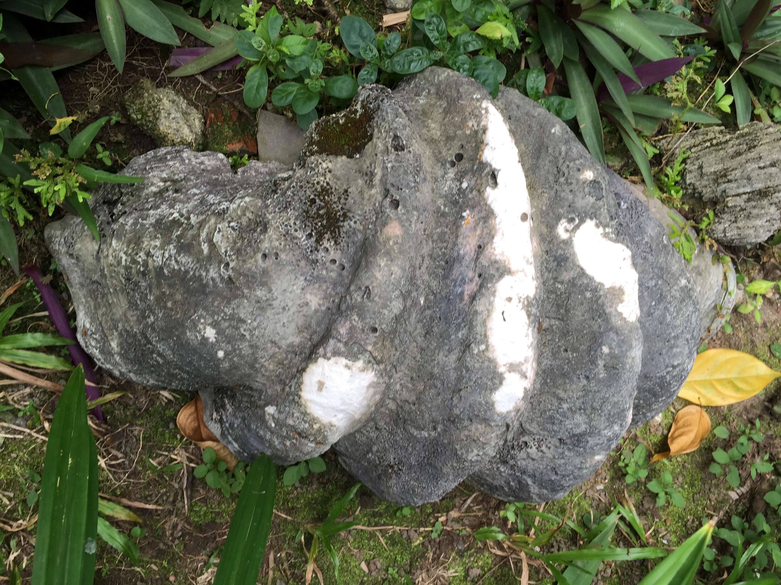 Image of Giant Clam