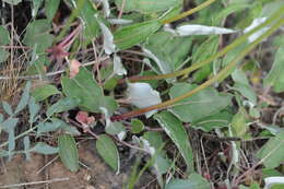 Image of arrowleaf buckwheat